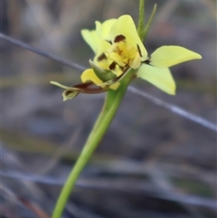 Diuris sulphurea at O'Connor, ACT - 30 Sep 2024