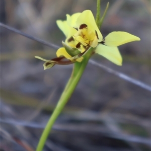 Diuris sulphurea at O'Connor, ACT - 30 Sep 2024