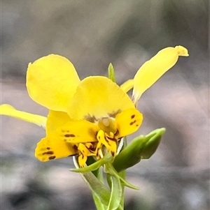 Diuris nigromontana at Bruce, ACT - suppressed