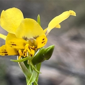 Diuris nigromontana at Bruce, ACT - suppressed