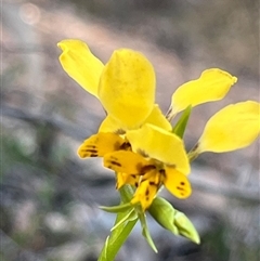 Diuris nigromontana at Bruce, ACT - suppressed