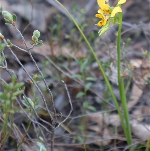 Diuris nigromontana at Bruce, ACT - suppressed