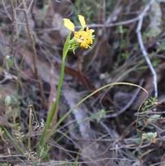 Diuris nigromontana at Bruce, ACT - suppressed