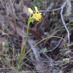 Diuris nigromontana at Bruce, ACT - suppressed