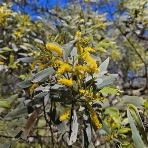 Acacia binervia at Bungonia, NSW - 1 Oct 2024