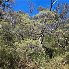 Acacia binervia at Bungonia, NSW - 1 Oct 2024