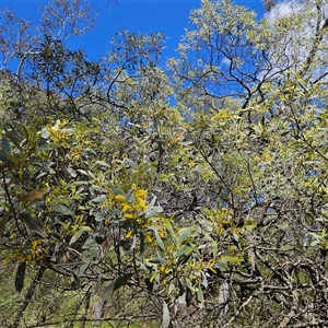 Acacia binervia at Bungonia, NSW - 1 Oct 2024 11:43 AM