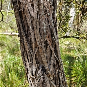 Acacia binervia at Bungonia, NSW - 1 Oct 2024 11:43 AM