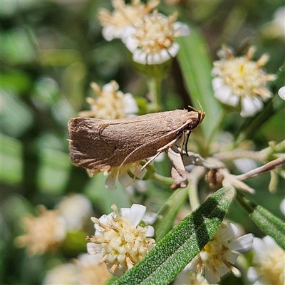 Syncometes vilis (Barea Group) at Bungonia, NSW - 1 Oct 2024 by MatthewFrawley