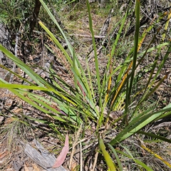 Lomandra longifolia (Spiny-headed Mat-rush, Honey Reed) at Bungonia, NSW - 1 Oct 2024 by MatthewFrawley