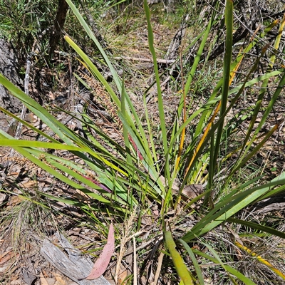 Lomandra longifolia (Spiny-headed Mat-rush, Honey Reed) at Bungonia, NSW - 1 Oct 2024 by MatthewFrawley