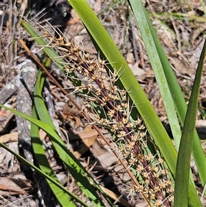 Lomandra longifolia at Bungonia, NSW - 1 Oct 2024