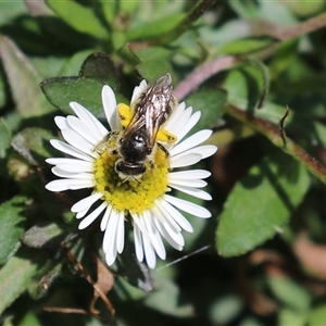 Lasioglossum (Chilalictus) sp. (genus & subgenus) at Greenway, ACT - 1 Oct 2024