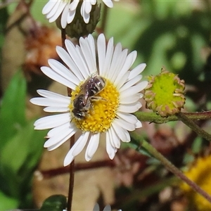 Lasioglossum (Chilalictus) sp. (genus & subgenus) at Greenway, ACT - 1 Oct 2024