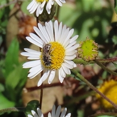 Lasioglossum (Chilalictus) sp. (genus & subgenus) at Greenway, ACT - 1 Oct 2024