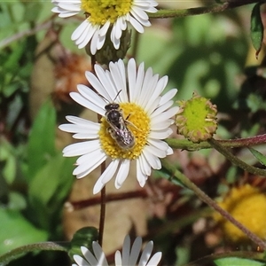 Lasioglossum (Chilalictus) sp. (genus & subgenus) at Greenway, ACT - 1 Oct 2024