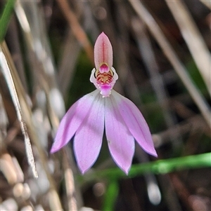 Caladenia carnea at Bungonia, NSW - 1 Oct 2024