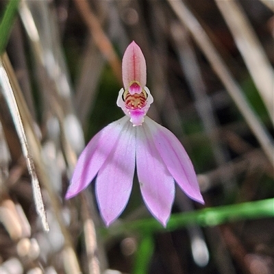 Caladenia carnea (Pink Fingers) at Bungonia, NSW - 1 Oct 2024 by MatthewFrawley