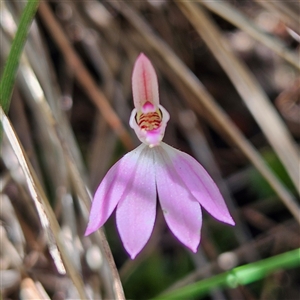 Caladenia carnea at Bungonia, NSW - 1 Oct 2024