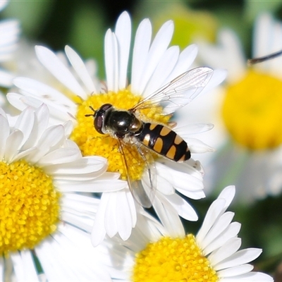 Syrphini sp. (tribe) (Unidentified syrphine hover fly) at Greenway, ACT - 1 Oct 2024 by RodDeb