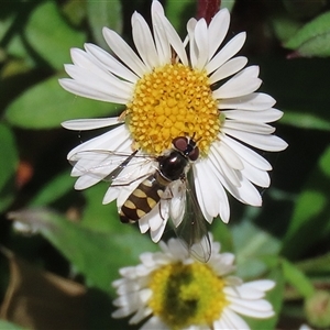 Syrphini (tribe) at Greenway, ACT - 1 Oct 2024 12:02 PM