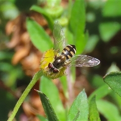 Syrphini (tribe) at Greenway, ACT - 1 Oct 2024 12:02 PM