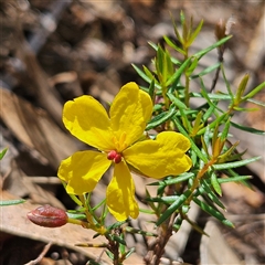 Hibbertia acicularis (Prickly Guinea-flower) at Bungonia, NSW - 1 Oct 2024 by MatthewFrawley