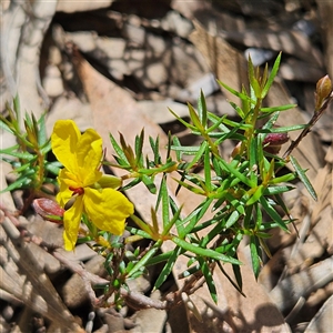 Hibbertia acicularis at Bungonia, NSW - 1 Oct 2024