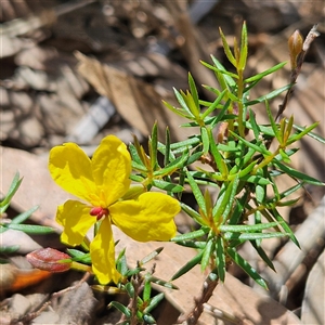 Hibbertia acicularis at Bungonia, NSW - 1 Oct 2024