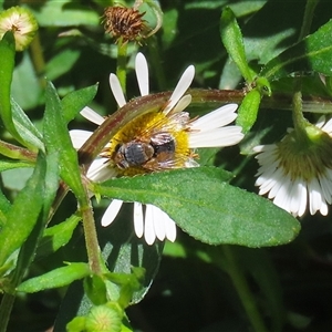 Calliphora augur at Greenway, ACT - 1 Oct 2024