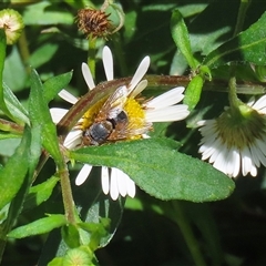 Calliphora augur at Greenway, ACT - 1 Oct 2024