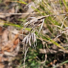 Themeda triandra (Kangaroo Grass) at Bungonia, NSW - 1 Oct 2024 by MatthewFrawley