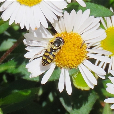 Simosyrphus grandicornis (Common hover fly) at Greenway, ACT - 1 Oct 2024 by RodDeb