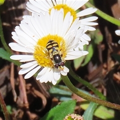 Simosyrphus grandicornis at Greenway, ACT - 1 Oct 2024