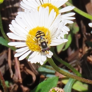 Simosyrphus grandicornis at Greenway, ACT - 1 Oct 2024