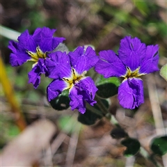 Dampiera purpurea (Purple Dampiera) at Bungonia, NSW - 1 Oct 2024 by MatthewFrawley