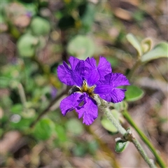 Dampiera purpurea at Bungonia, NSW - 1 Oct 2024