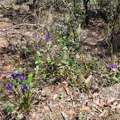 Dampiera purpurea at Bungonia, NSW - 1 Oct 2024