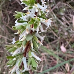 Brachyloma daphnoides (Daphne Heath) at Mittagong, NSW - 27 Sep 2024 by Span102