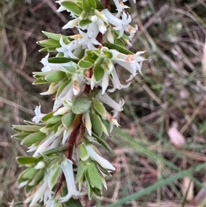 Brachyloma daphnoides at Mittagong, NSW - suppressed