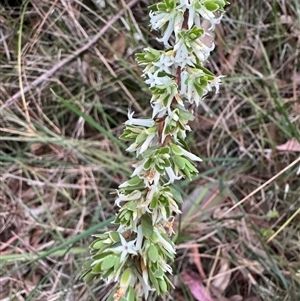 Brachyloma daphnoides at Mittagong, NSW - suppressed