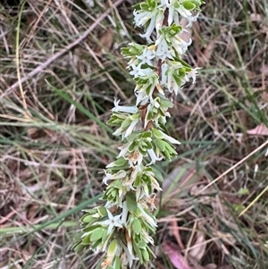 Brachyloma daphnoides at Mittagong, NSW - 27 Sep 2024