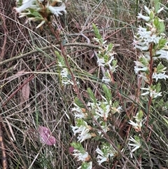 Brachyloma daphnoides at Mittagong, NSW - suppressed