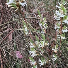 Brachyloma daphnoides at Mittagong, NSW - 27 Sep 2024