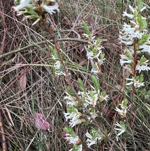 Brachyloma daphnoides at Mittagong, NSW - suppressed