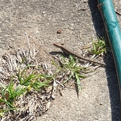 Lampropholis guichenoti (Common Garden Skink) at Ainslie, ACT - 30 Sep 2024 by Jeanette