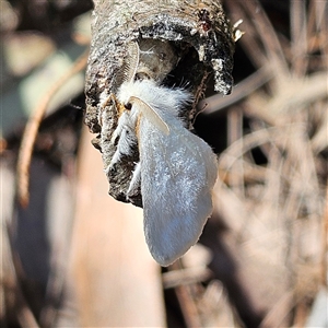 Noctuoidea (superfamily) at Bungonia, NSW - 1 Oct 2024 12:13 PM