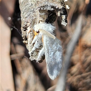 Noctuoidea (superfamily) at Bungonia, NSW - 1 Oct 2024 12:13 PM