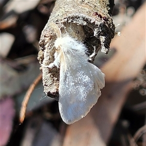 Noctuoidea (superfamily) at Bungonia, NSW - 1 Oct 2024 12:13 PM