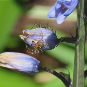 Oxyopes gracilipes at Greenway, ACT - 1 Oct 2024